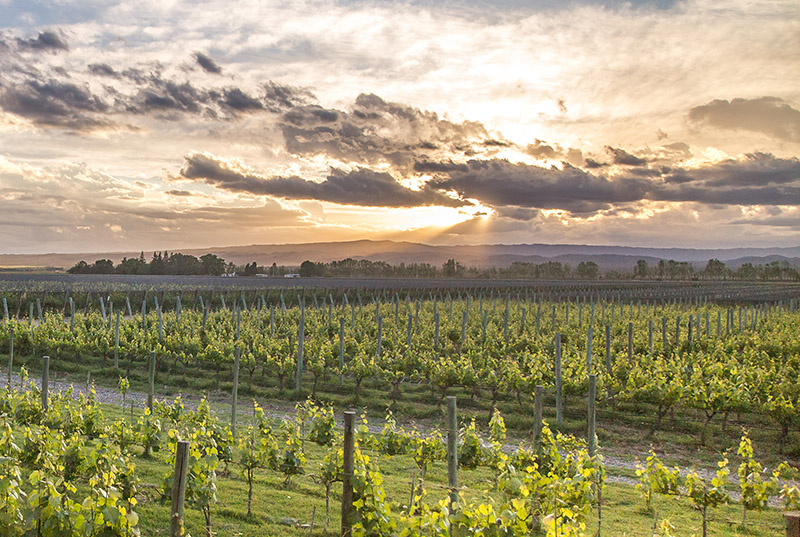 wineries in lujan de cuyo mendoza