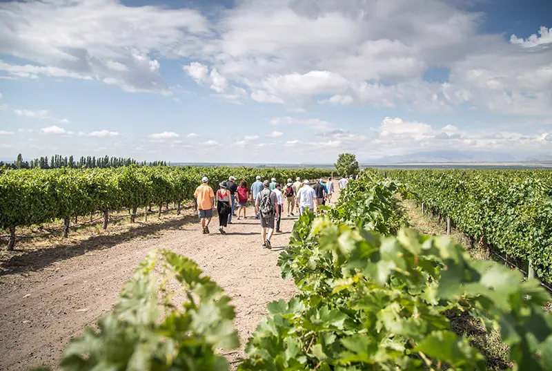 wineries in maipu mendoza