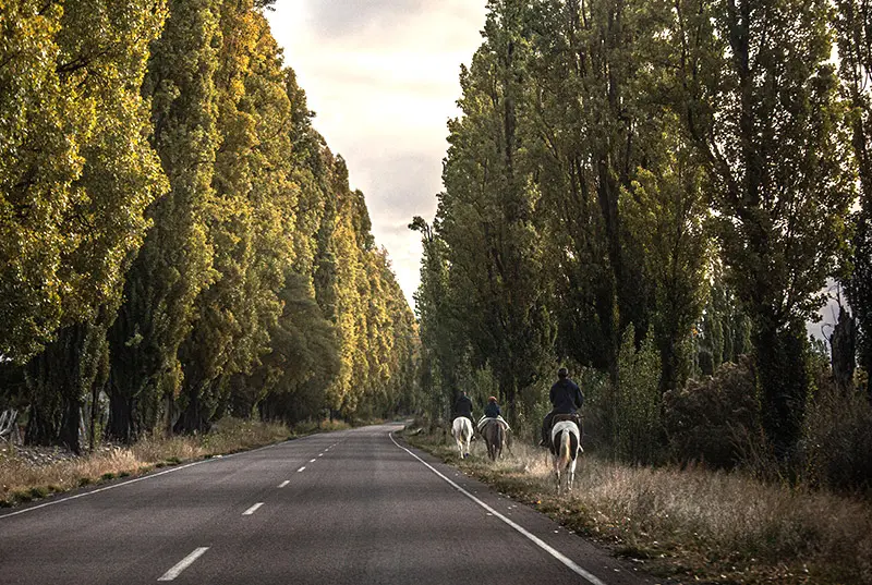 horses, tour in mendoza